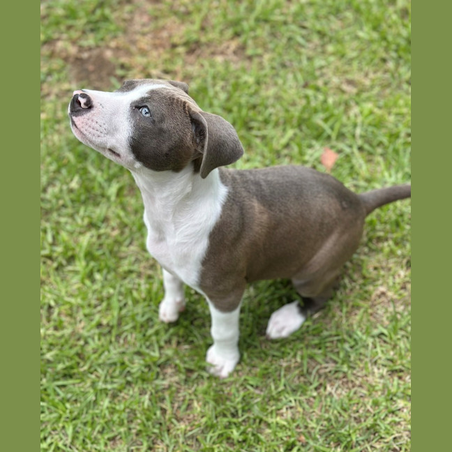 Photo of Blueberry