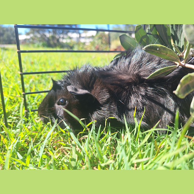 Photo of Midnight