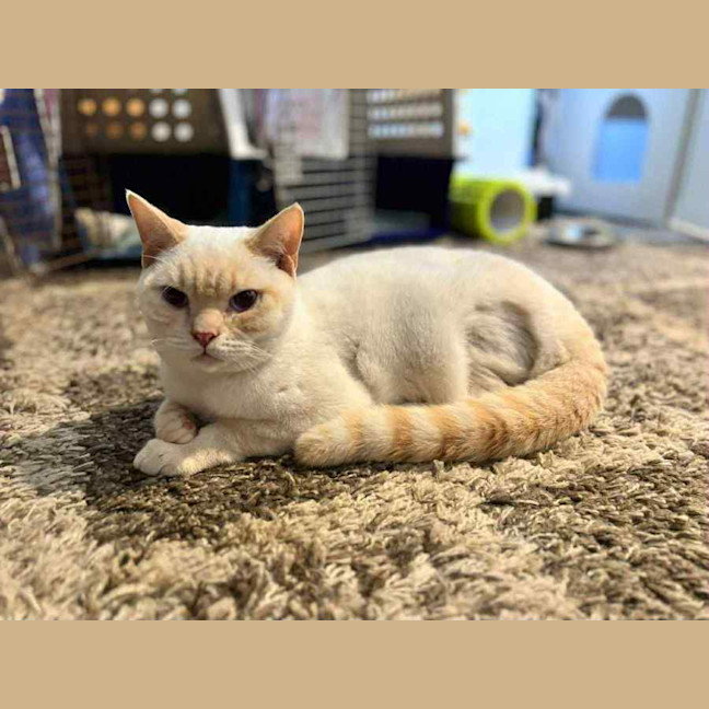 Photo of Strudel