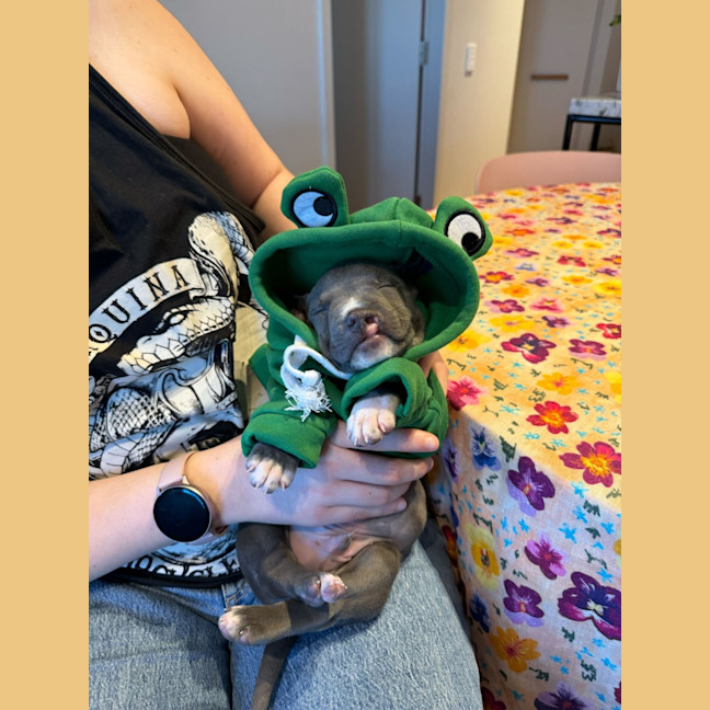 Photo of Otter