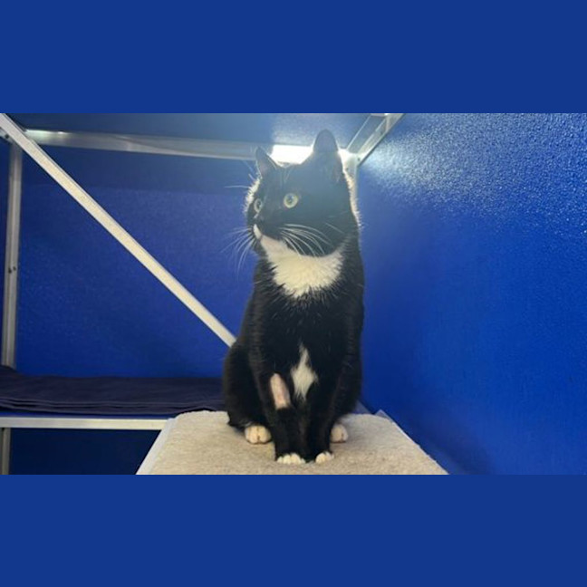 Photo of Hercule