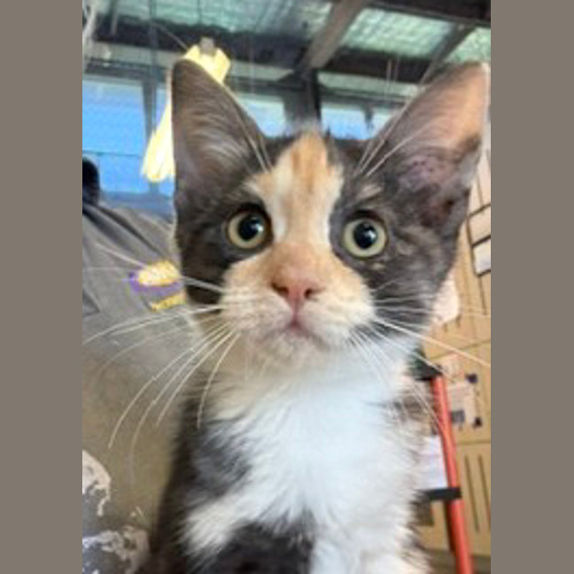 Photo of Temiri