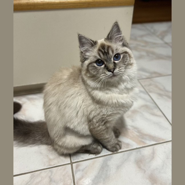 Photo of Guppy