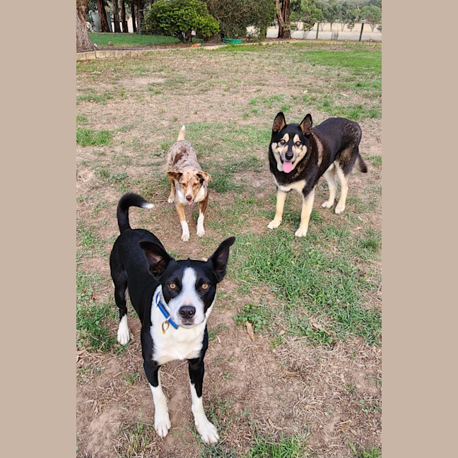 Photo of Ace Ventura