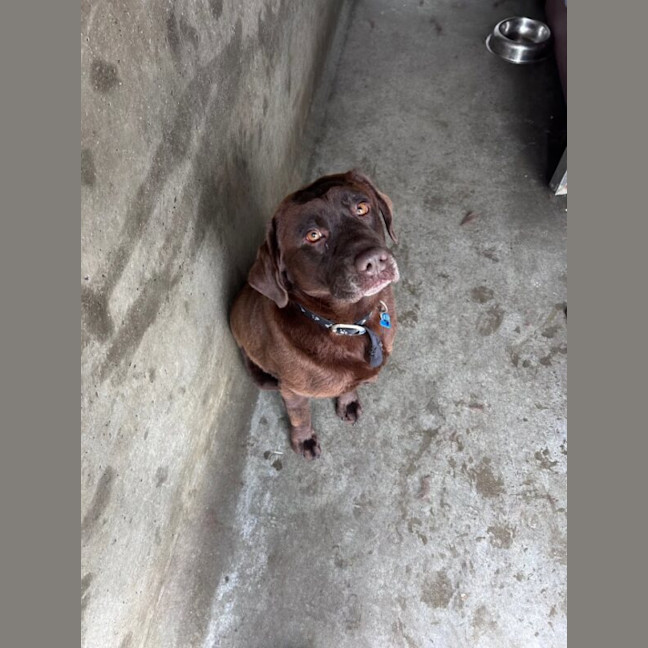Photo of Milo