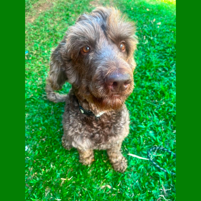 Photo of Bandit