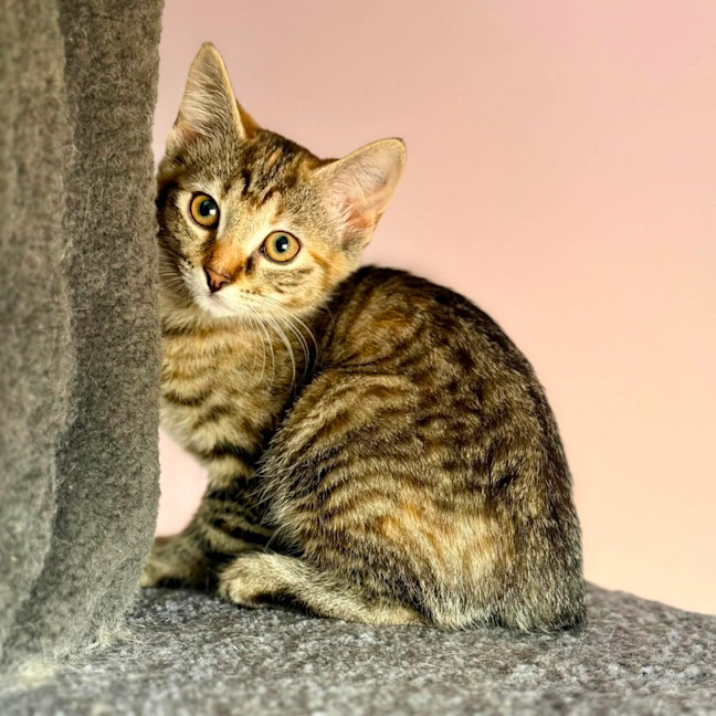 Photo of Amelia   In Foster Care In Templestowe