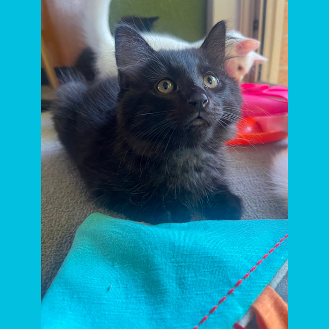 Photo of Onyx