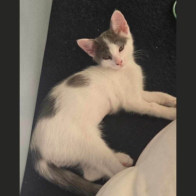 Photo of Cabbage   Meet Me At Vets On Parker