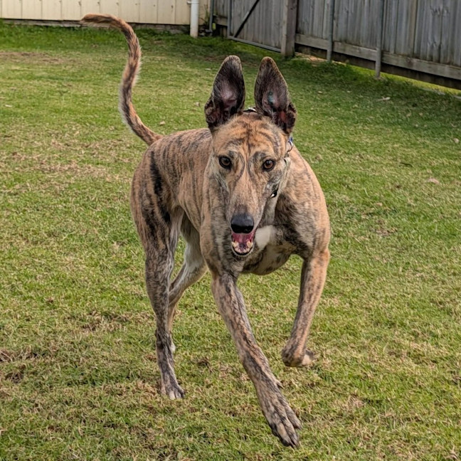 Photo of Zippy