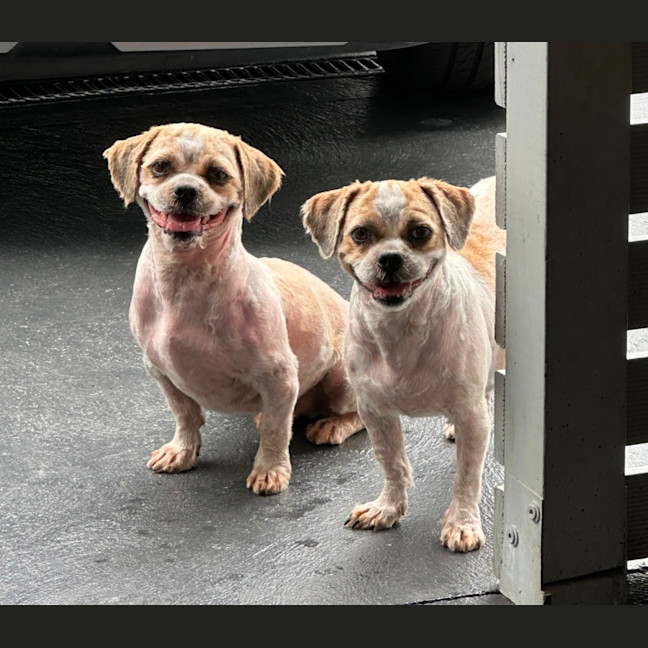 Photo of Chewy And Warf 🐶😎