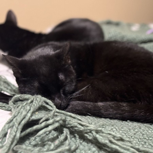 Photo of Cindo   4 Year Old Domestic Short Hair