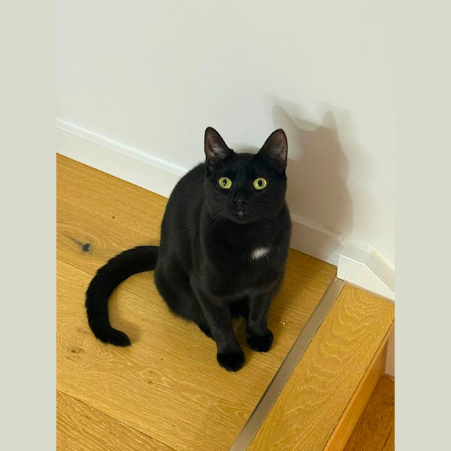 Photo of Raven