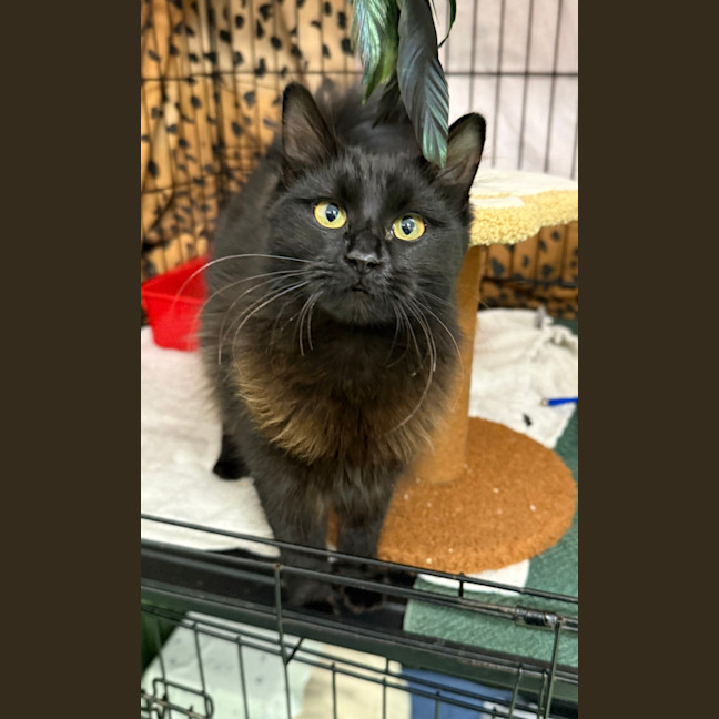 Photo of Kuromi