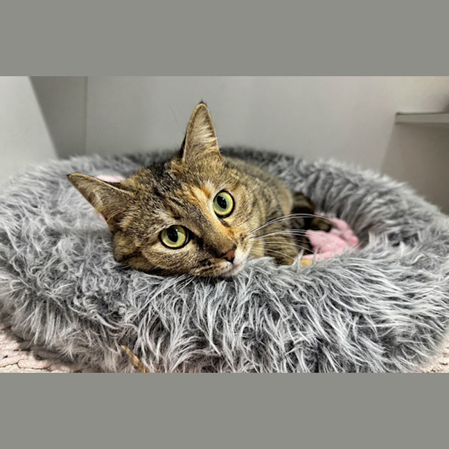 Photo of Poppie