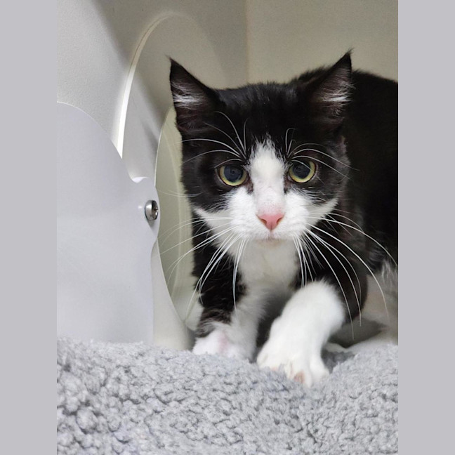 Photo of 🍭 Digby 6680 🍭