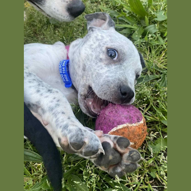 Photo of Clover   3 Month Old Cattle Dog X