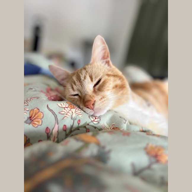 Photo of Nemo