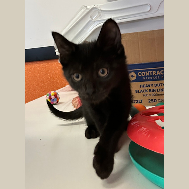 Photo of Bolt