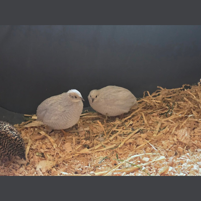 Photo of Blossom, Clover, Meadow & Fern