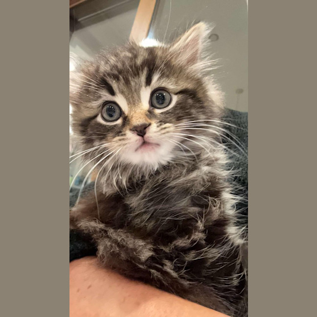 Photo of Lynx