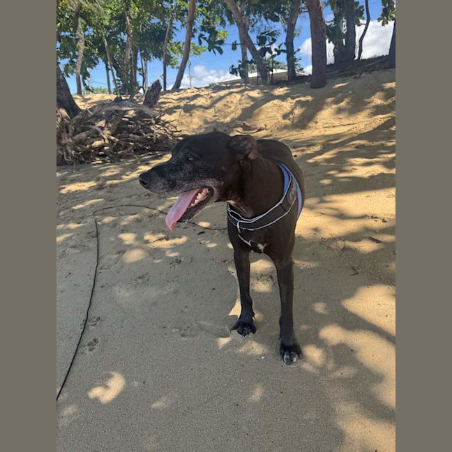 Photo of Shadow
