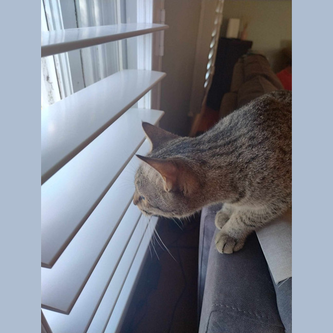 Photo of Oliver