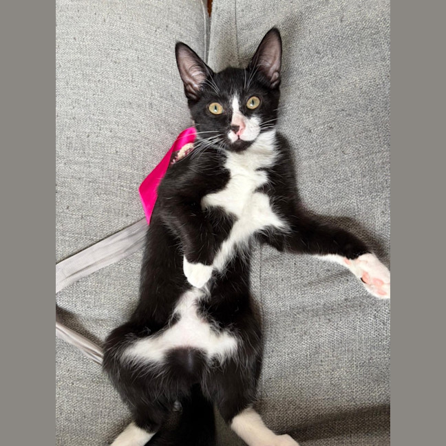 Photo of 🤍 Momo 🖤