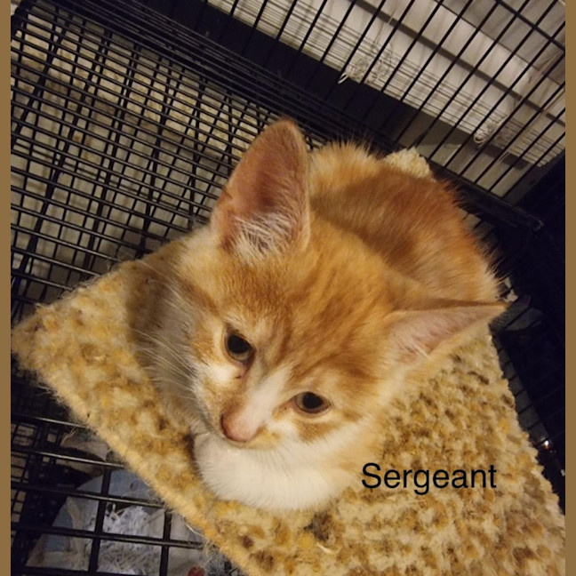Photo of Sergeant 