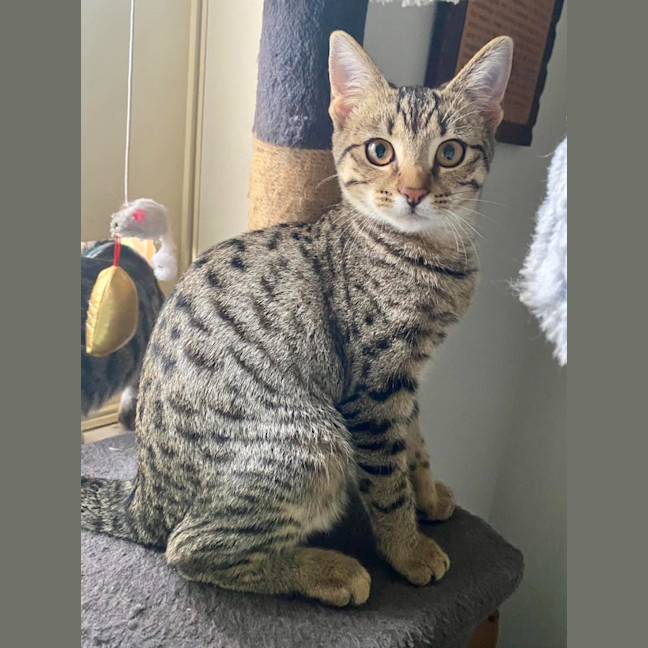 Photo of Ziggy