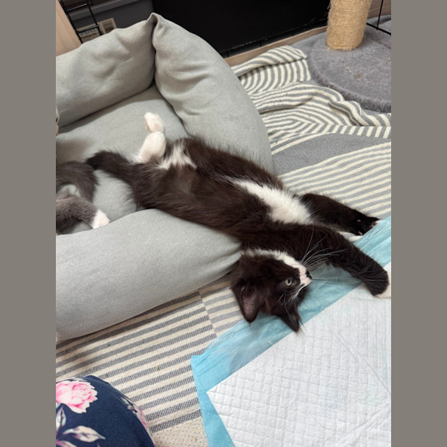 Photo of Kit