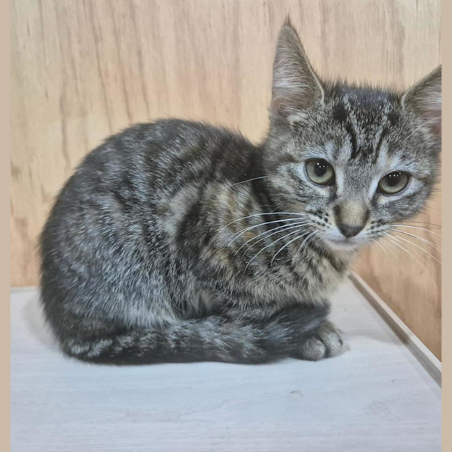 Photo of Cinnamon