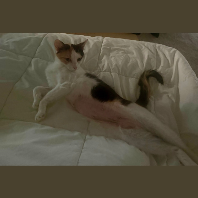 Photo of Moira