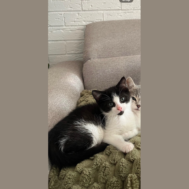 Photo of Oreo