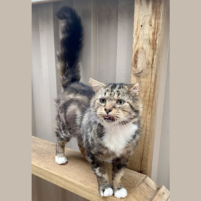 Photo of Bartholomew Ragamuffin