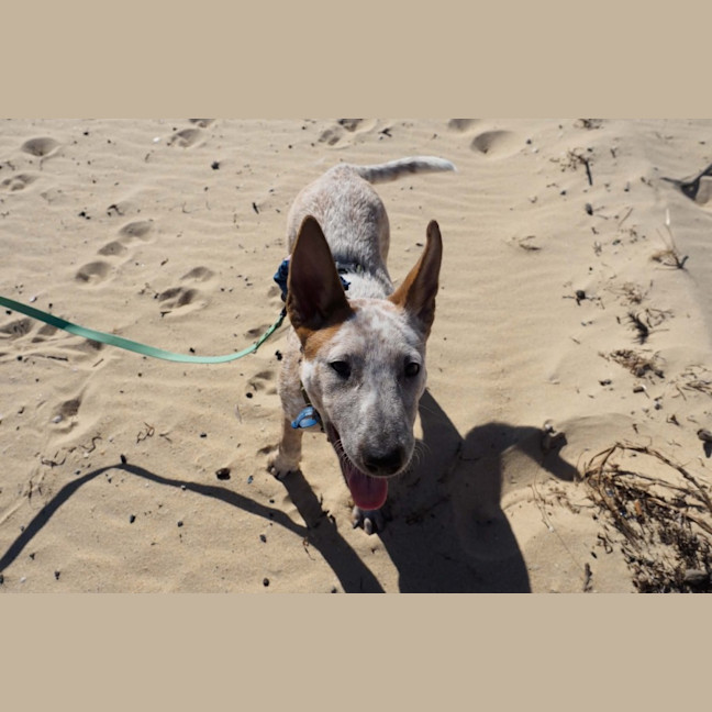 Photo of Xena