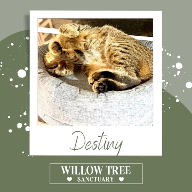 Photo of Destiny