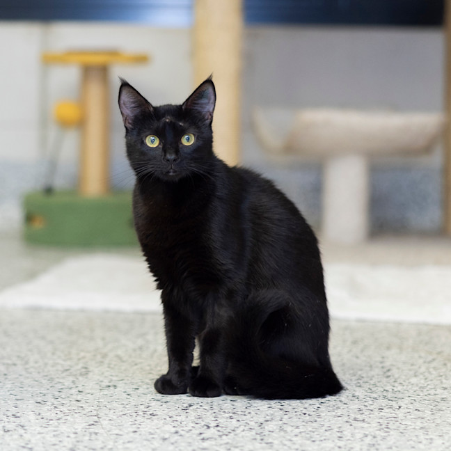 Photo of Missy (Previously Little Miss)