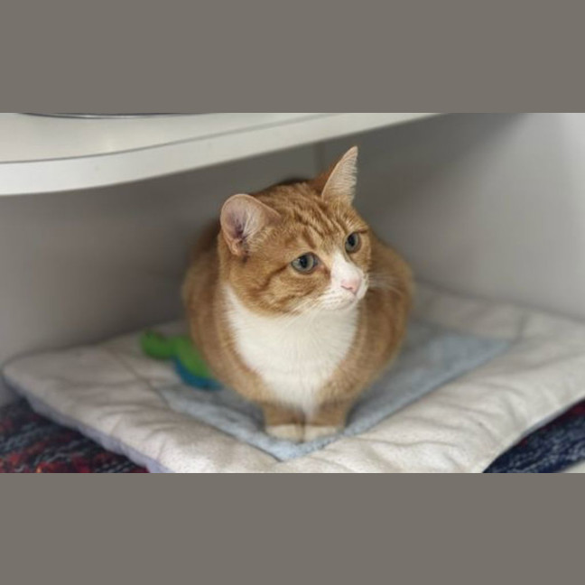Photo of Peaches