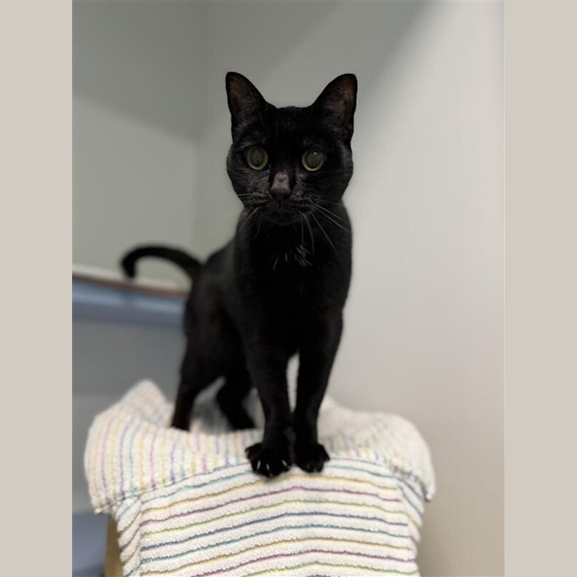 Photo of Cherry Blossom