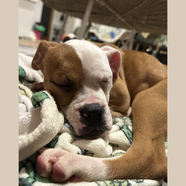 Photo of Mango   12 Week Old American Bulldog X