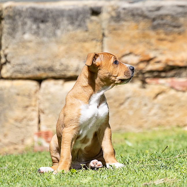 Photo of Biscuit