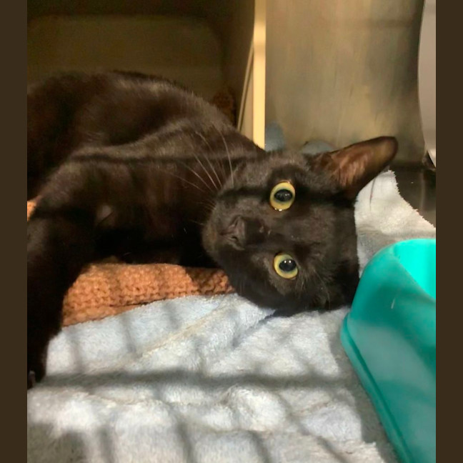 Photo of Vader