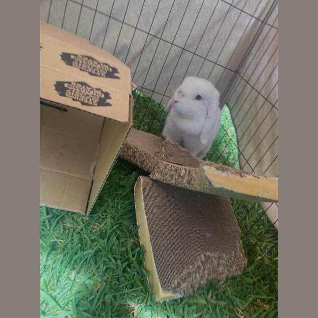 Photo of Christina Agu Hare A