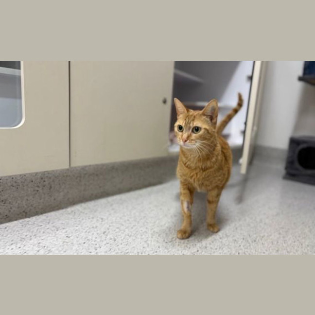Photo of Marmalade
