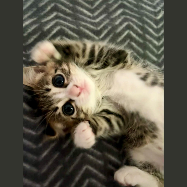 Photo of Cashmere