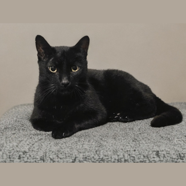 Photo of Atlas