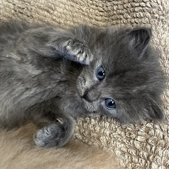 Photo of Blue