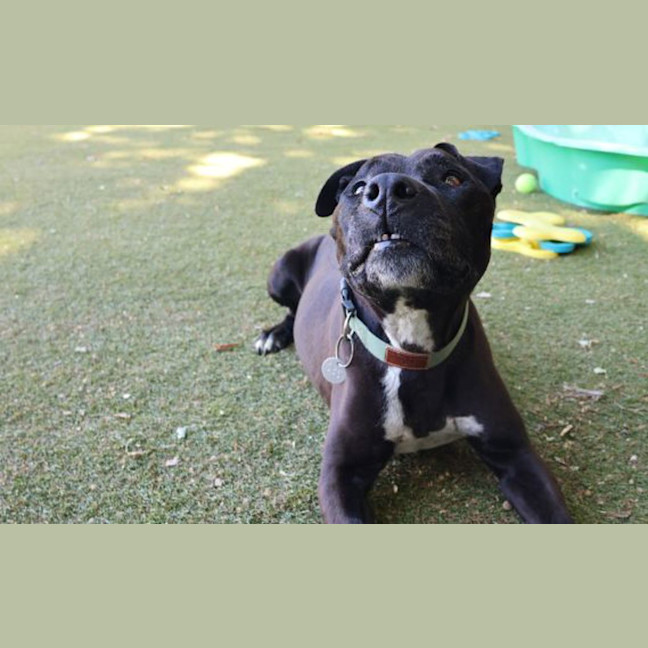 Photo of Tyson