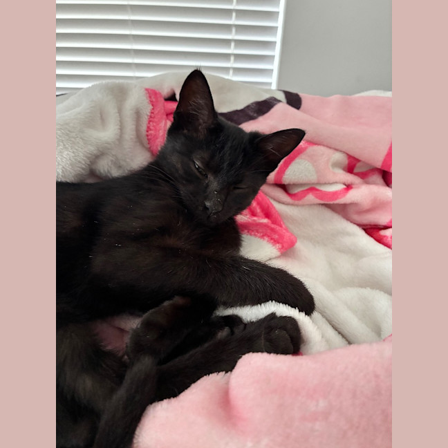 Photo of Shadow